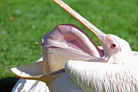 Creepy Bird With Big Mouth Great White Pelican Stretches Sticking Its Neck Through The Bottom Of Its Lower Jaw Weird Animals Animals Shoebill