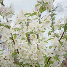 Check spelling or type a new query. White Cream Flowering Trees Ornamental Trees Ltd