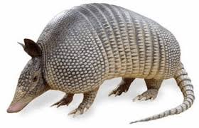 Southern Three-Banded Armadillo | The Maryland Zoo