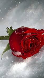 кто же я без тебя кто же если не ты Https Encrypted Tbn0 Gstatic Com Images Q Tbn 3aand9gcquyrg Tuz8wmvbxai8yulnui7hdzbgh2k17q Usqp Cau