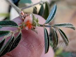 Image result for Tephrosia meisneri