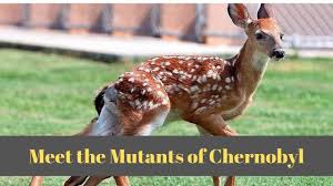 Initially, the soviet union's toll of deaths directly caused by the chernobyl disaster included only the two chernobyl nuclear power plant workers killed in the immediate aftermath of the explosion of the plant's reactor. Animals Of Chernobyl Meet The Mutants Youtube