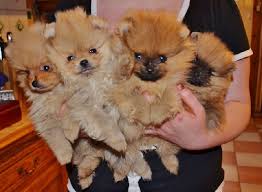 Prix spitz nain, prix poméranien. Accueil Elevage De La Beaute Francaise Eleveur De Chiens Spitz Allemand Nain Petit Pomeranien