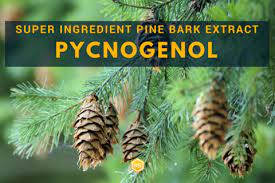 Pycnogenol Does Pine Bark Extract Have Any Real Benefits Natural Stacks