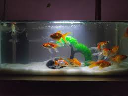 Minimal Aquarium Aquarium Set Goldfish Aquarium Aquarium
