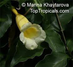 Image result for Hyparrhenia anemopaegma