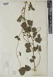 Image result for Rhynchosia viscosa