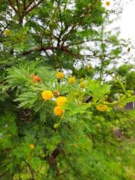 Image result for Agelanthus sp. aff. A. brunneus