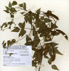 Image result for Dolichos trilobus