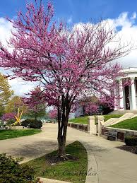 Native oaks, like tennessee's black oak, white oak, pin oak, or swamp chestnut oak, support pollinators throughout the year in many ways, but especially by providing winter shelter and healthy habitat. Photographed At The Hunter Museum In Chattanooga Tn This Is An Excellent Example Of The Spring Flowering Redbud Tree Redbud Tree Barn Nursery Flowering Trees