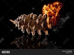 To get the pine cones looking their best, heat them in the oven at 225 degrees f on a violet flame or epsom salts (magnesium sulfate) for a white flame. One Forest Brown Image Photo Free Trial Bigstock