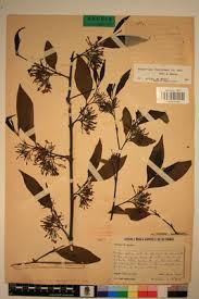 Image result for Holarrhena floribunda