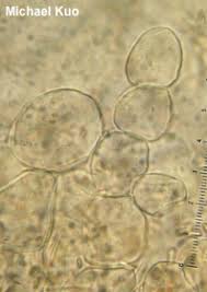 Image result for Mutinus caninus