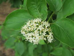 Image result for Cornaceae