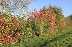 Hecken Aus Heimischen Strauchern Nabu Hecke Pflanzen Pflanzen Vorgarten Anlegen
