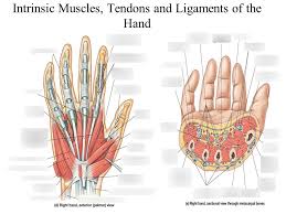 Tendons transmit the mechanical force of muscle contraction to the bones. Intrinsic Muscles Tendons And Ligaments Of The Hand Diagram Quizlet