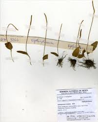 Image result for Ophioglossum costatum