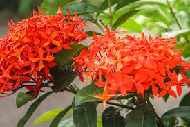 Image result for Rauvolfia nana