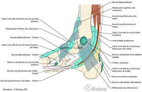 Schema Muscle Du Pied Muscle Du Pied Muscle Artere