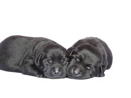 Looking for silver labrador retriever puppies for sale? Silver Lab Puppies For Sale 3 19 2020 Silver Labs For Sale Dog Training Dog Boarding Serenity Ranch Kennels
