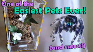 How To Care For Jumping Spiders Jumping Spider Easy Pets Spider