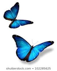 A must see for any trip to california. Mariposas Azules
