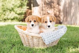 If you're looking for corgi puppies for sale, welshcorgibreedersnearme.com can help you find the best corgi puppies near you. Corgis Are The Best Medicine Santa Barbara Wedding Photographer