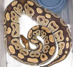 Ball Python Image