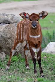 Baby Bongo Born At The San Diego Zoo Safari Park Bongos Are One Of The Largest African Antelope Species Cute Baby Animals Animals Wild Rare Animals