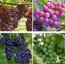 Ada Yang Tidak Tau Dengan Buah Yang Satu Ini Buah Yang Mempunyai Bentuk Bulat Kecil Kecil Seperti Kelereng Ini Mempunyai Rasa Yang Mani Anggur Buah Taman Buah
