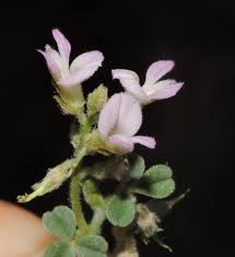 Image result for Indigofera microcarpa