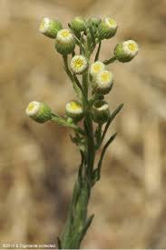 Image result for Erigeron bonariensis
