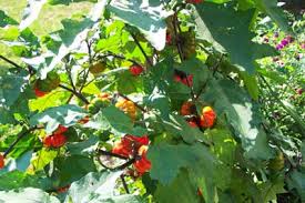 There are several small fruits growing on it but i am so glad you posted the pumpkin on a stick!! How To Grow And Care For Pumpkin On A Stick Ornamental Eggplant Mock Tomato By Gardener S Network