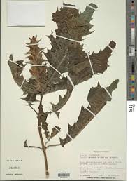 Image result for Acanthus mayaccanus