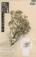 Image result for Vernonia suprafastigiata