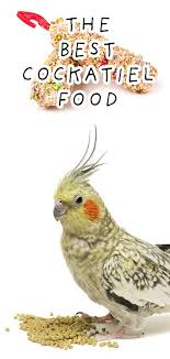 Maybe you would like to learn more about one of these? Best Cockatiel Food For Keeping Your Bird Healthy