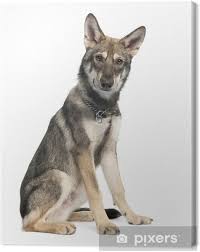 Würde er sich als ersthund. Leinwandbild Saarloos Wolf Hund Welpen 5 Monate Alt Pixers Wir Leben Um Zu Verandern