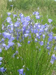 Campanula Rotundifolia Harebell Campanula Moon Nursery Purple Garden