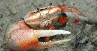 Findable Fiddlercrab Fiddler Crab Animal Study Crab
