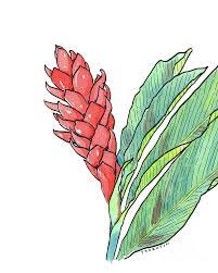 Ginger Painting Pink Ginger By Diane Thornton Hawaiian Flower Drawing Lilies Drawing Pink Ginger
