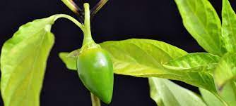 Mostly picked green, serranos will ripen to a bright fire engine red if left long enough on the plant. 4 Causes Of Black Spots On Pepper Plants Stem Joints Fruits Leaves