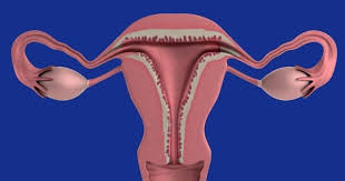 Quem Tem Utero Retrovertido Pode Engravidar Medico Responde