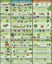 Planning Your Garden Using Companion Planting Soulshine