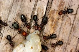 We provide reliable service with the best rates in town. Why Do Ants Keep Coming Back Carolina Pest Management