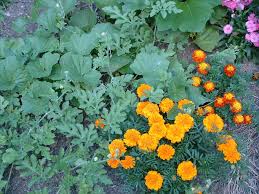 Kaye lynne booth has been writing for 13 years. Marigolds Just A Pretty Flower Or Much More Veggie Gardening Tips
