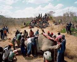  Tourist Trophy Hunting From Africa To Dallas Elephant Hunting Documentary Photographers