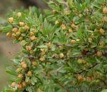 Image result for Gymnosporia tenuispina