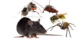 5.pest generates oxygen which help to breathe easily and feel fresh always in room when the window and doors are closed. Office Pest Control Service In Chennai By Raj Enterprises In City Chennai Tamilnadu In Phone No 919941281856