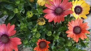 Image result for Osteospermum monocephalum