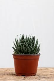 Image result for Pearsonia aristata